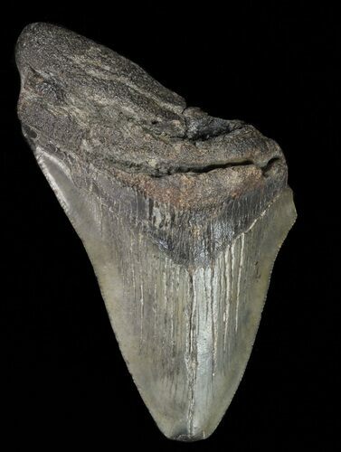 Partial, Megalodon Tooth - Georgia #61649